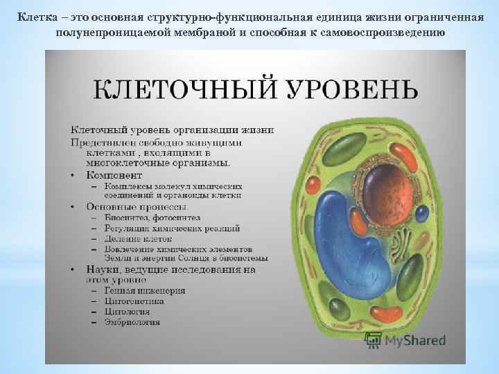 Клетка – это основная структурно-функциональная единица жизни ограниченная полунепроницаемой мембраной и способная к самовоспроизведению