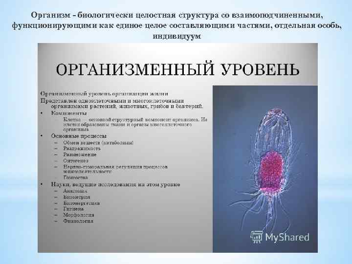 Организм - биологически целостная структура со взаимоподчиненными, функционирующими как единое целое составляющими частями, отдельная