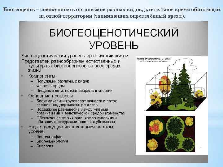 Биогеоценоз – совокупность организмов разных видов, длительное время обитающих на одной территории (занимающих определённый