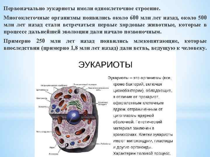 Первоначально эукариоты имели одноклеточное строение. Многоклеточные организмы появились около 600 млн лет назад, около