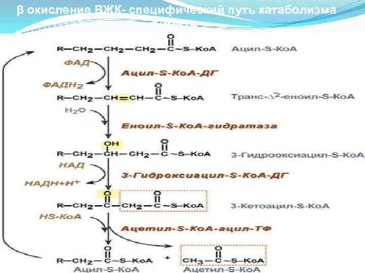 β окисление ВЖК- специфический путь катаболизма Химизм 