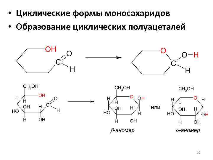 Происходят циклические реакции. Циклические формулы моносахаридов. Циклические формы моносахаридов. Линейные и циклические формы углеводов. Образование циклических форм моносахаридов.