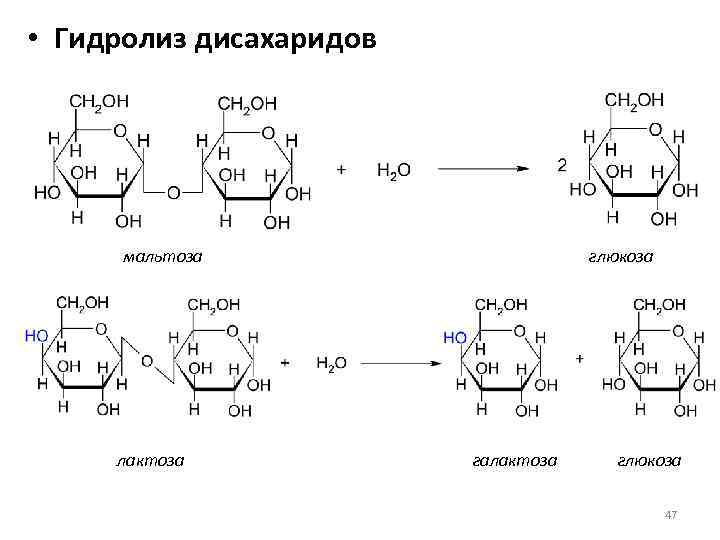  • Гидролиз дисахаридов мальтоза лактоза глюкоза галактоза глюкоза 47 