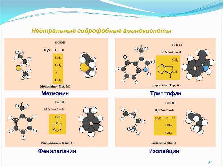 Нейтральные гидрофобные аминокислоты Метионин Фенилаланин Триптофан Изолейцин 30 
