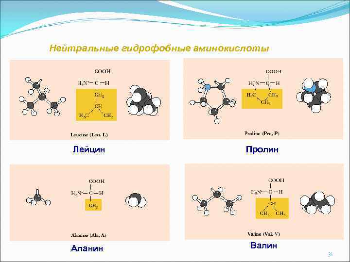 Нейтральные гидрофобные аминокислоты Лейцин Пролин Аланин Валин 31 