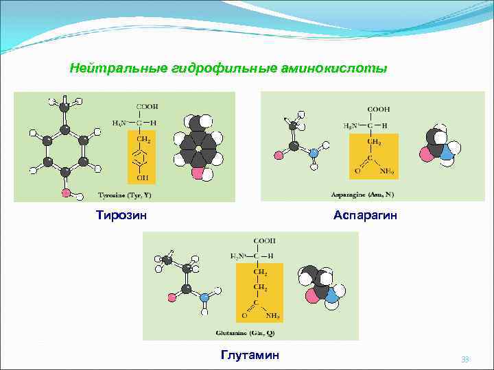 Нейтральные гидрофильные аминокислоты Тирозин Аспарагин Глутамин 33 