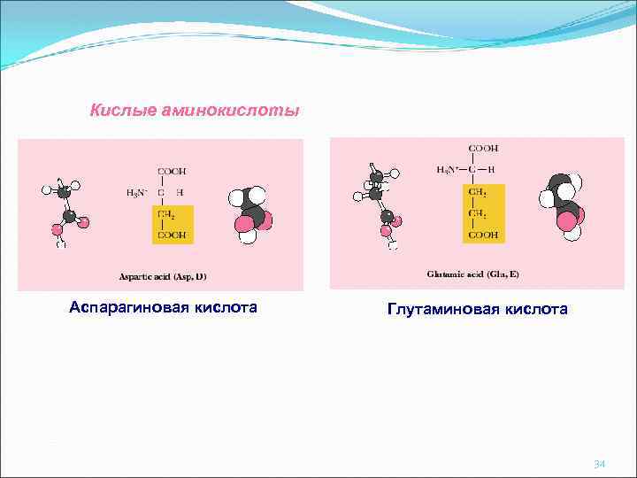 Кислые аминокислоты Аспарагиновая кислота Глутаминовая кислота 34 