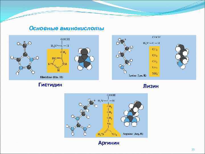 Основные аминокислоты Гистидин Лизин Аргинин 35 