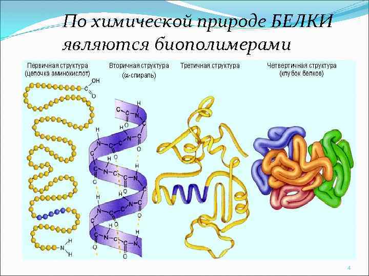 По химической природе БЕЛКИ являются биополимерами 4 