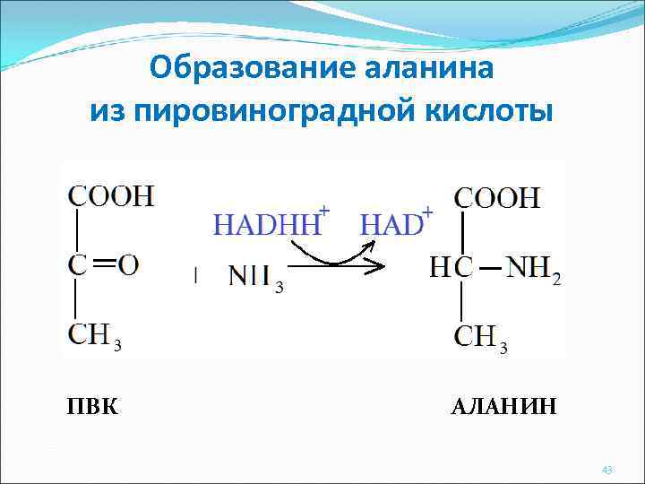 Образование аланина из пировиноградной кислоты ПВК АЛАНИН 43 