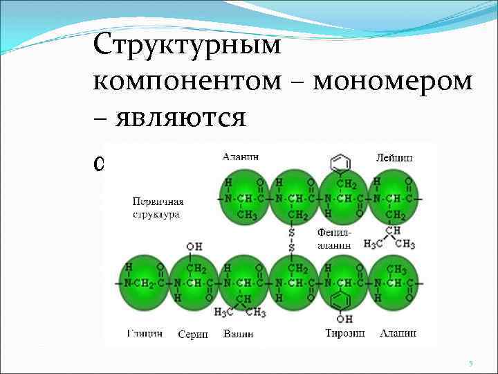 Структурным компонентом – мономером – являются α-АМК 5 