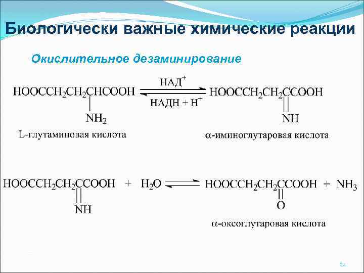 Биологически важные химические реакции Окислительное дезаминирование 64 