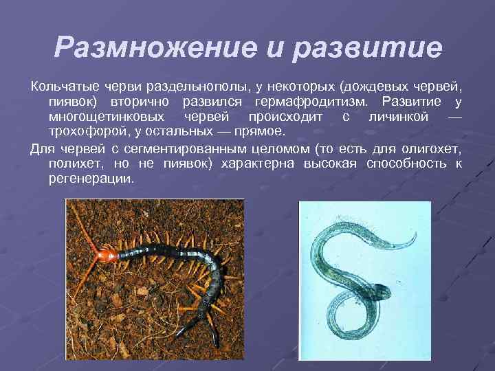 Размножение и развитие Кольчатые черви раздельнополы, у некоторых (дождевых червей, пиявок) вторично развился гермафродитизм.