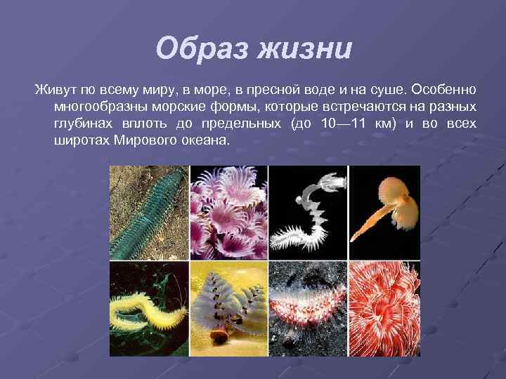 Образ жизни Живут по всему миру, в море, в пресной воде и на суше.