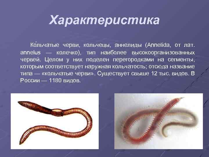 Характеристика Ко льчатые черви, кольчецы, аннелиды (Annelida, от лат. annelus — колечко), тип наиболее