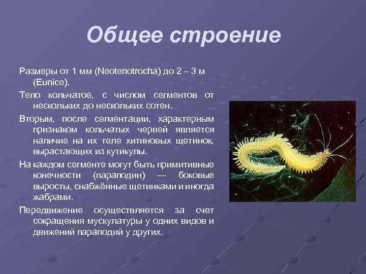 Общее строение Размеры от 1 мм (Neotenotrocha) до 2 – 3 м (Eunice). Тело