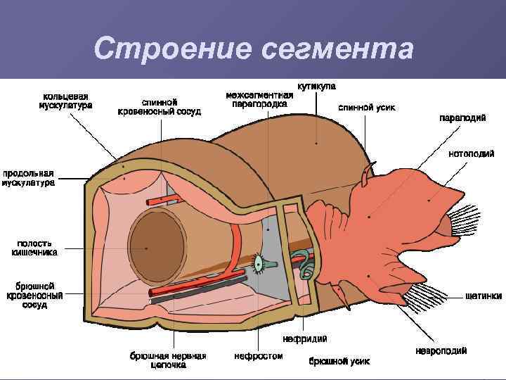 Строение сегмента 