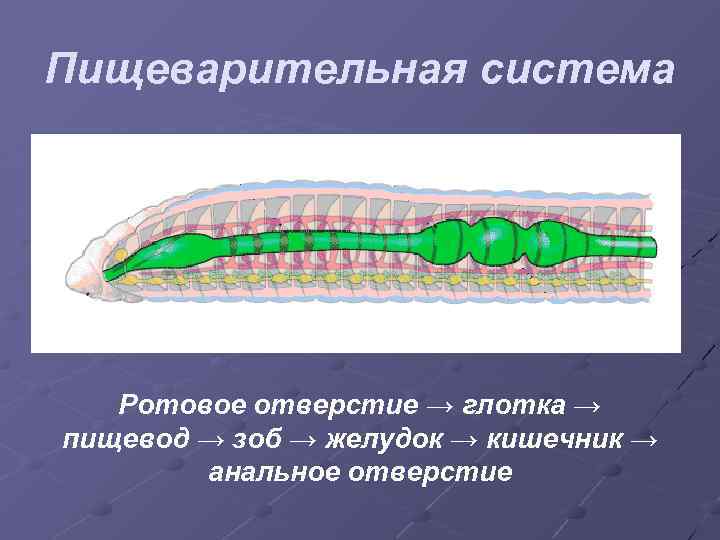 Пищеварительная система Ротовое отверстие → глотка → пищевод → зоб → желудок → кишечник