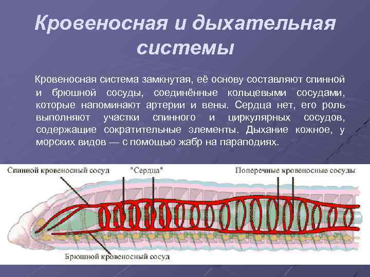 Кровеносная и дыхательная системы Кровеносная система замкнутая, её основу составляют спинной и брюшной сосуды,