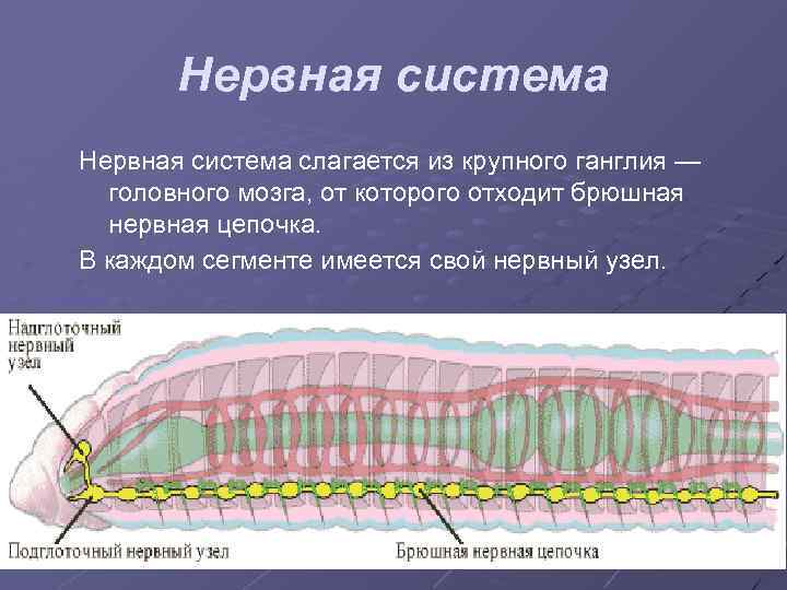 Нервная система слагается из крупного ганглия — головного мозга, от которого отходит брюшная нервная