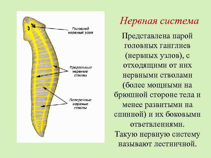 Нервная система Представлена парой головных ганглиев (нервных узлов), с отходящими от них нервными стволами