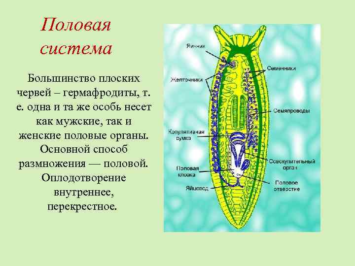 Половая система Большинство плоских червей – гермафродиты, т. е. одна и та же особь