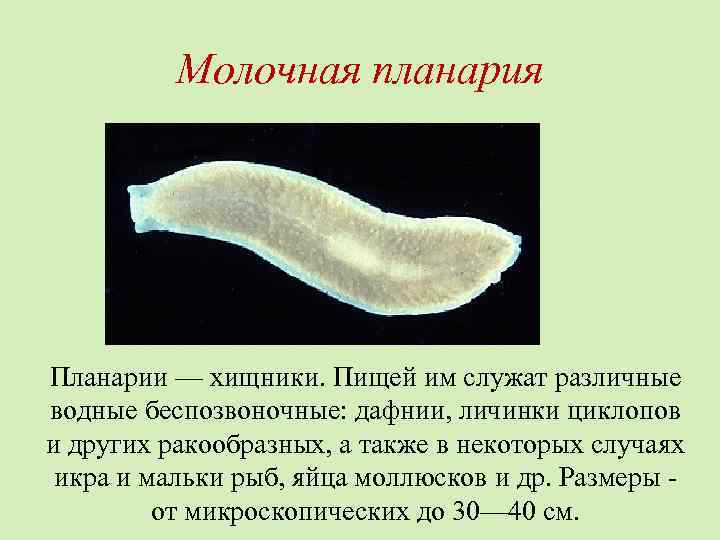 Молочная планария Планарии — хищники. Пищей им служат различные водные беспозвоночные: дафнии, личинки циклопов
