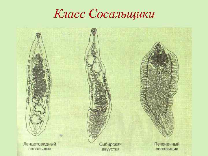 Класс Сосальщики 