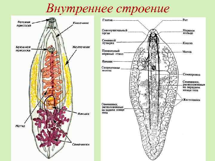 Внутреннее строение 