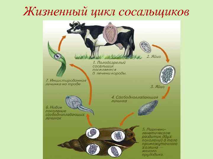 Жизненный цикл сосальщиков 