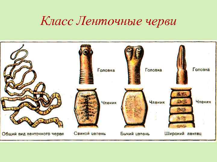 Класс Ленточные черви 