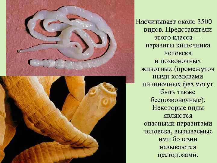 Насчитывает около 3500 видов. Представители этого класса — паразиты кишечника человека и позвоночных животных