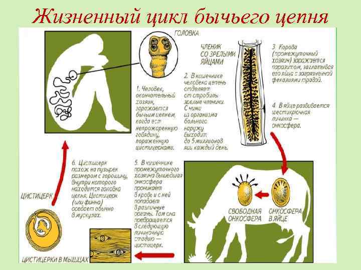 Жизненный цикл бычьего цепня 