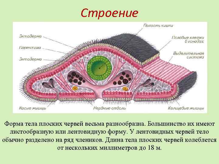 Строение Форма тела плоских червей весьма разнообразна. Большинство их имеют листообразную или лентовидную форму.