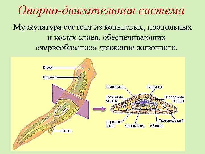 Опорно-двигательная система Мускулатура состоит из кольцевых, продольных и косых слоев, обеспечивающих «червеобразное» движение животного.