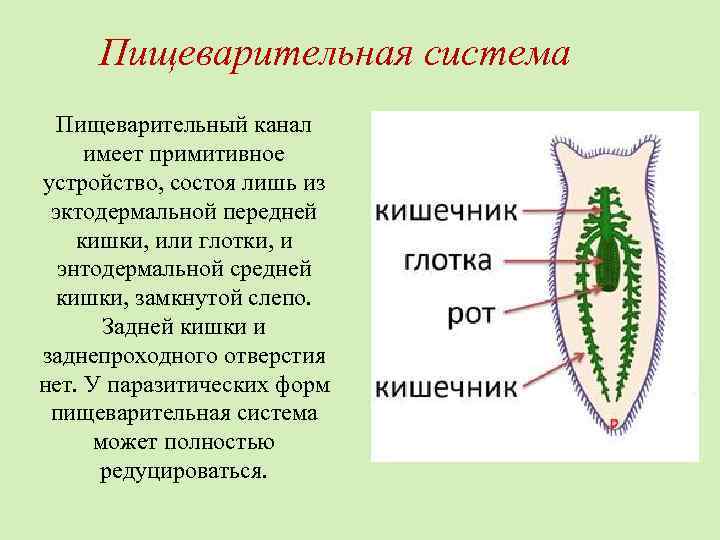 Пищеварительная система Пищеварительный канал имеет примитивное устройство, состоя лишь из эктодермальной передней кишки, или