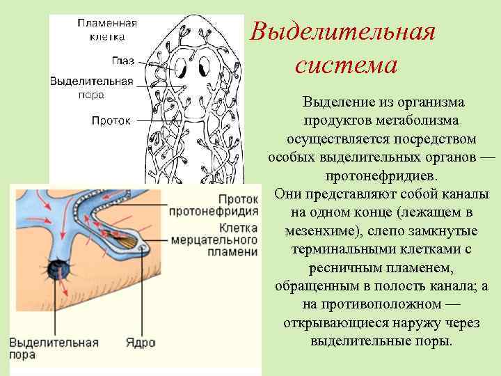 Выделительная система Выделение из организма продуктов метаболизма осуществляется посредством особых выделительных органов — протонефридиев.