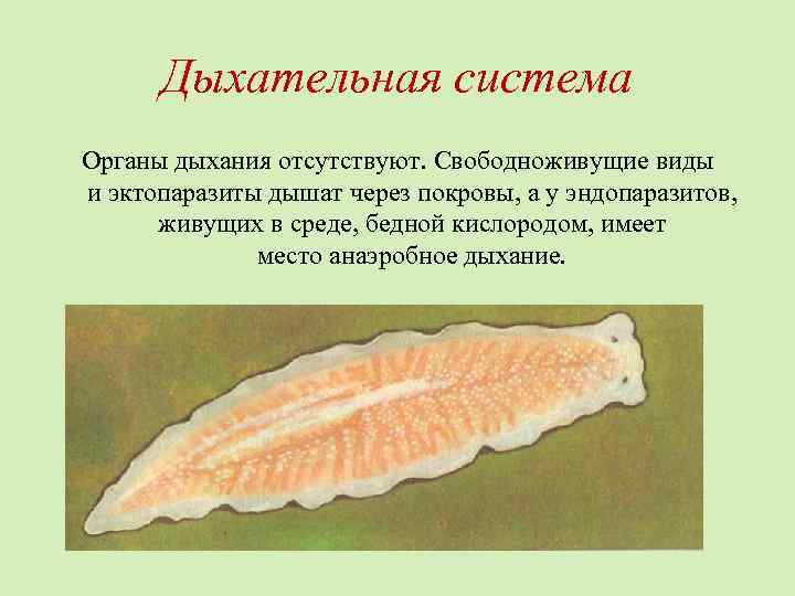 Дыхательная система Органы дыхания отсутствуют. Свободноживущие виды и эктопаразиты дышат через покровы, а у