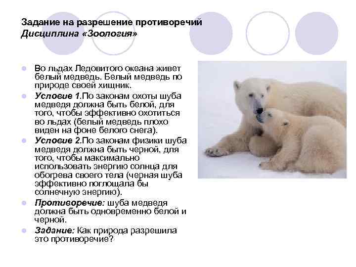 Задание на разрешение противоречий Дисциплина «Зоология» l l l Во льдах Ледовитого океана живет