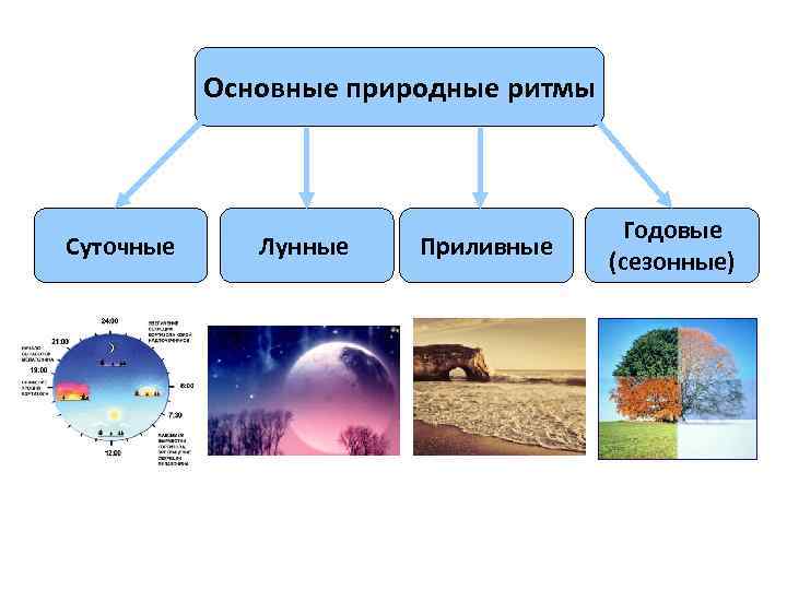 Основные природные ритмы Суточные Лунные Приливные Годовые (сезонные) 