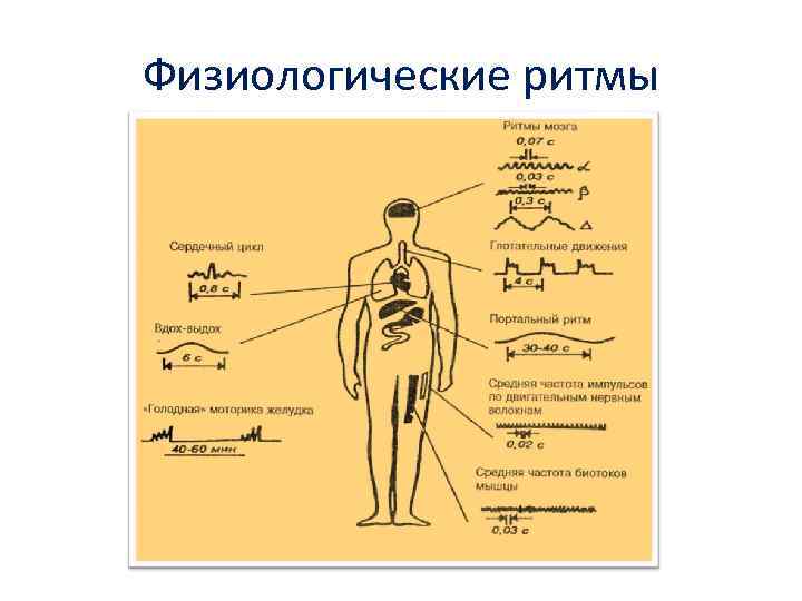 Типы биоритмов схема