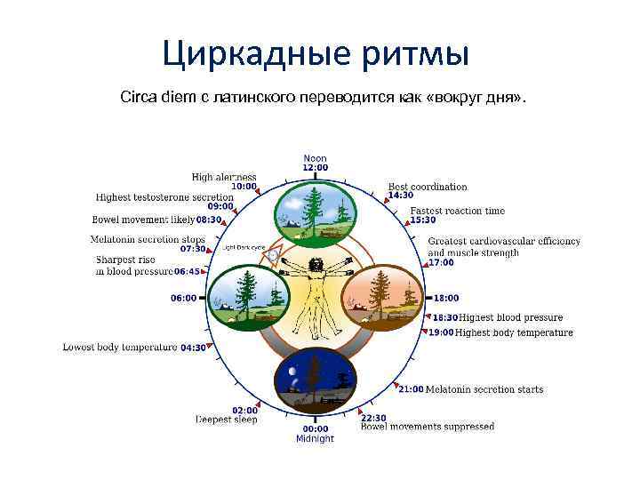 Циркадные ритмы Circa diem с латинского переводится как «вокруг дня» . 