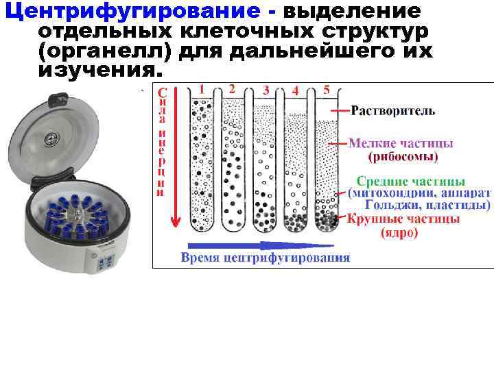 Центрифугирование - выделение отдельных клеточных структур (органелл) для дальнейшего их изучения. 