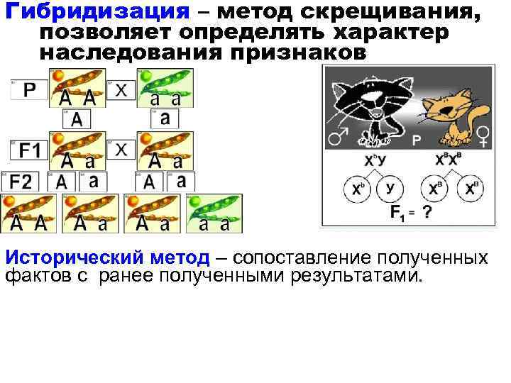 Гибридизация – метод скрещивания, позволяет определять характер наследования признаков Исторический метод – сопоставление полученных