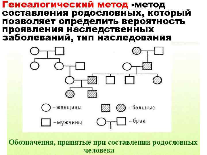 Генеалогический метод -метод составления родословных, который позволяет определить вероятность проявления наследственных заболеваний, тип наследования