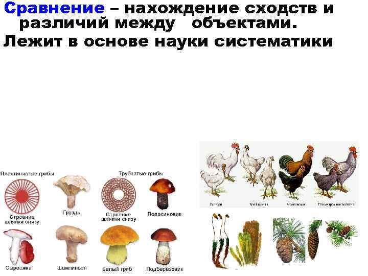 Различие пластинчатых и трубчатых грибов. Сходства и различия между предметами. Сходство и различие пластинчатых и трубчатых грибов. В чем сходство и различие трубчатых грибов. Нахождение сходства.