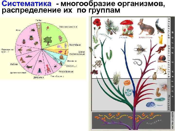 Систематика - многообразие организмов, распределение их по группам 
