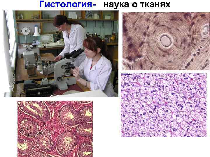 Гистология- наука о тканях 