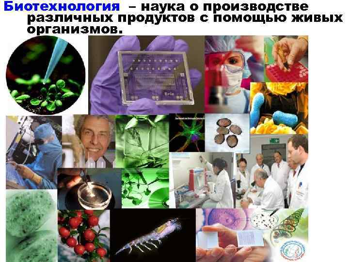 Биотехнология – наука о производстве различных продуктов с помощью живых организмов. 