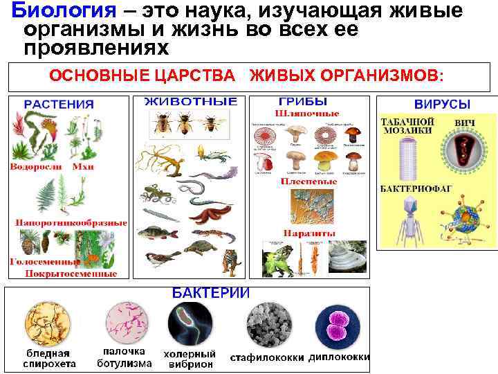 Биология как наука методы биологии подготовка к огэ 9 класс презентация